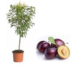 mini Śliwa Robusto - Prunus Robusto
