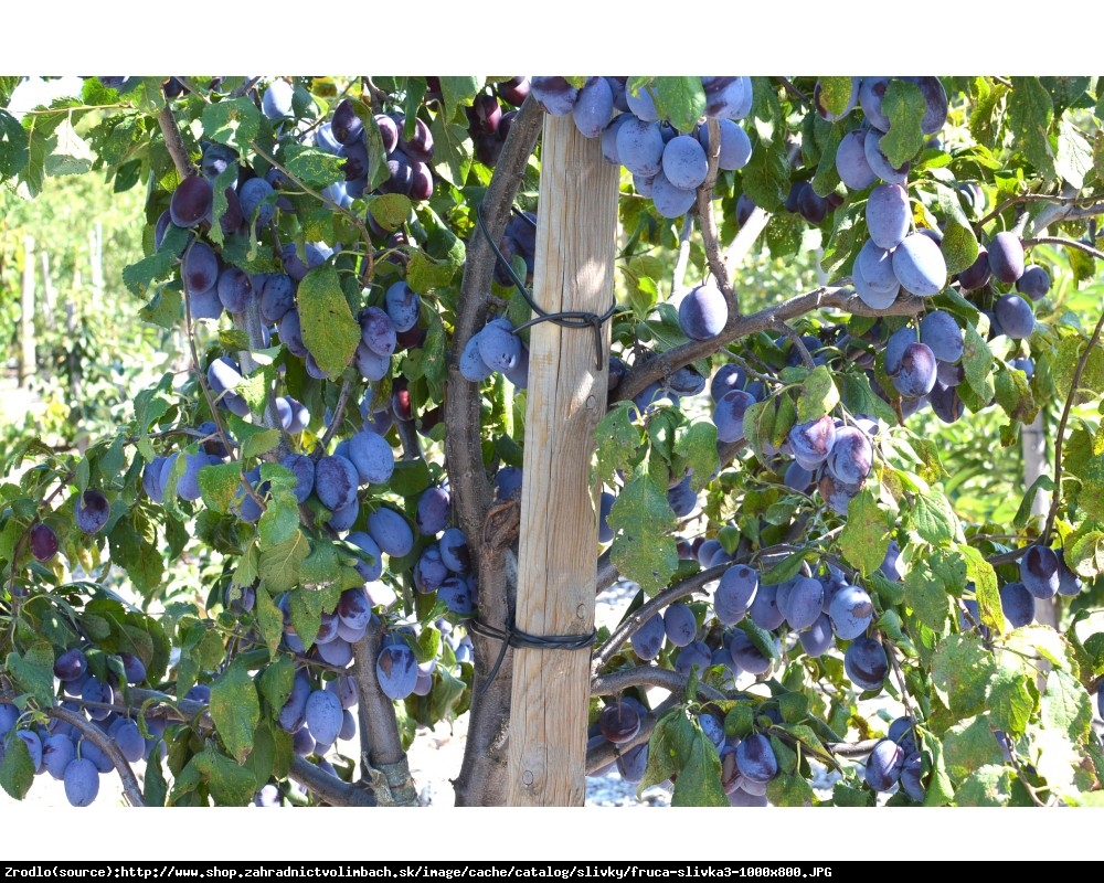 Śliwa kolumnowa Fruca - Prunus Fruca