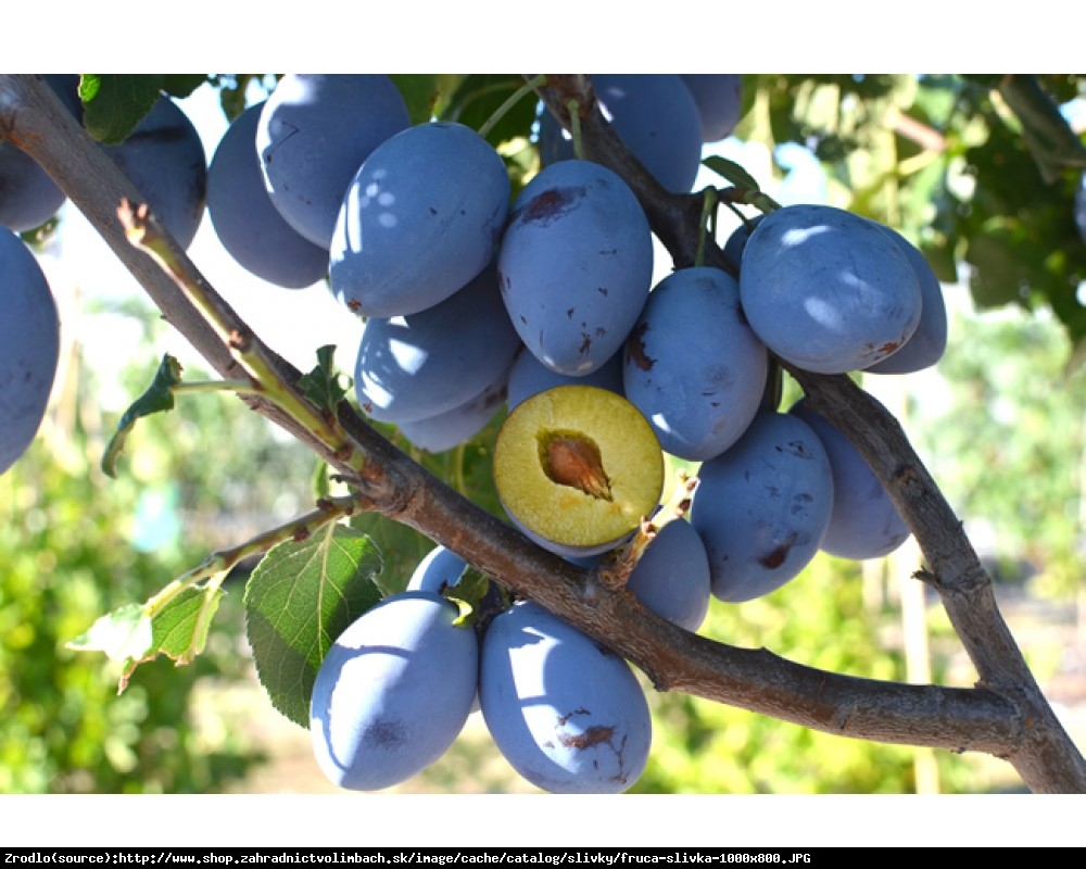 Śliwa kolumnowa Fruca - Prunus Fruca