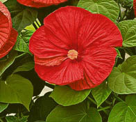 Hibiskus bagienny XXL Fireball - KWIAT 25 cm średnicy!!! - Hibiscus moscheutos XXL Fireball