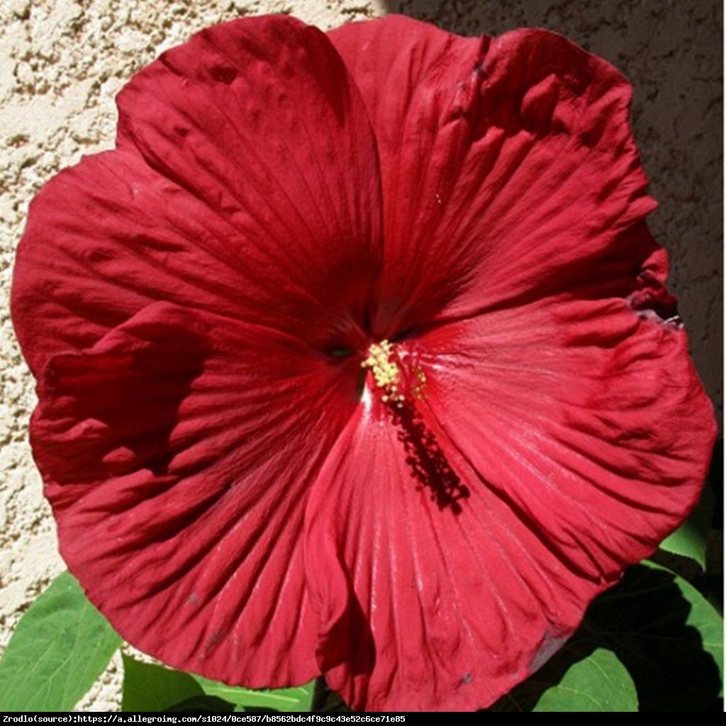 Hibiskus bagienny XXL Fireball - KWIAT 25 cm średnicy!!! - Hibiscus moscheutos XXL Fireball