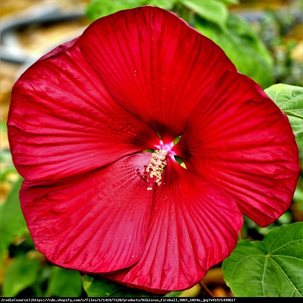 Hibiskus bagienny XXL Fireball - KWIAT 25 cm średnicy!!! - Hibiscus moscheutos XXL Fireball