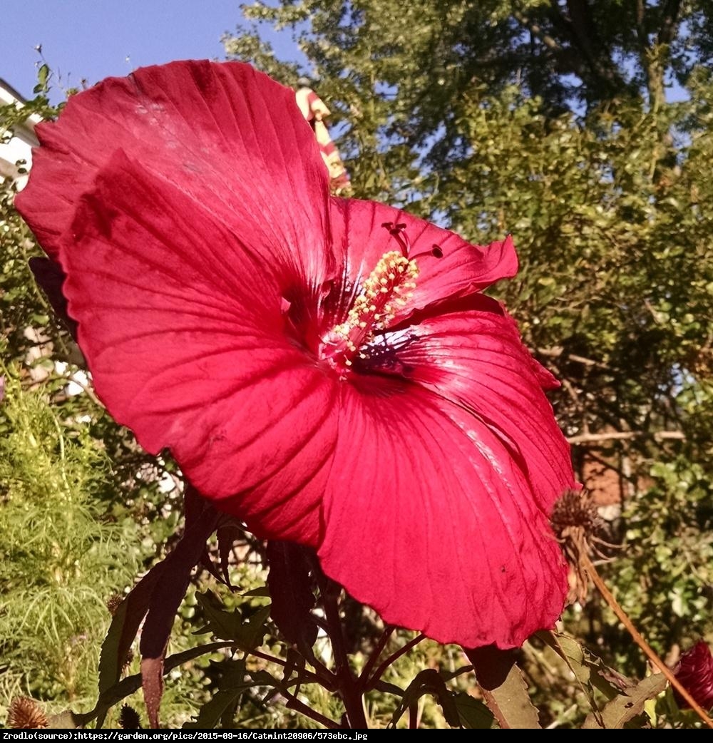 Hibiskus bagienny XXL Fireball - KWIAT 25 cm średnicy!!! - Hibiscus moscheutos XXL Fireball