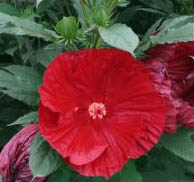 Hibiskus bagienny XXL Cranberry Crush - KWIAT 20 cm średnicy!!! - Hibiscus moscheutos XXL Cranberry Crush