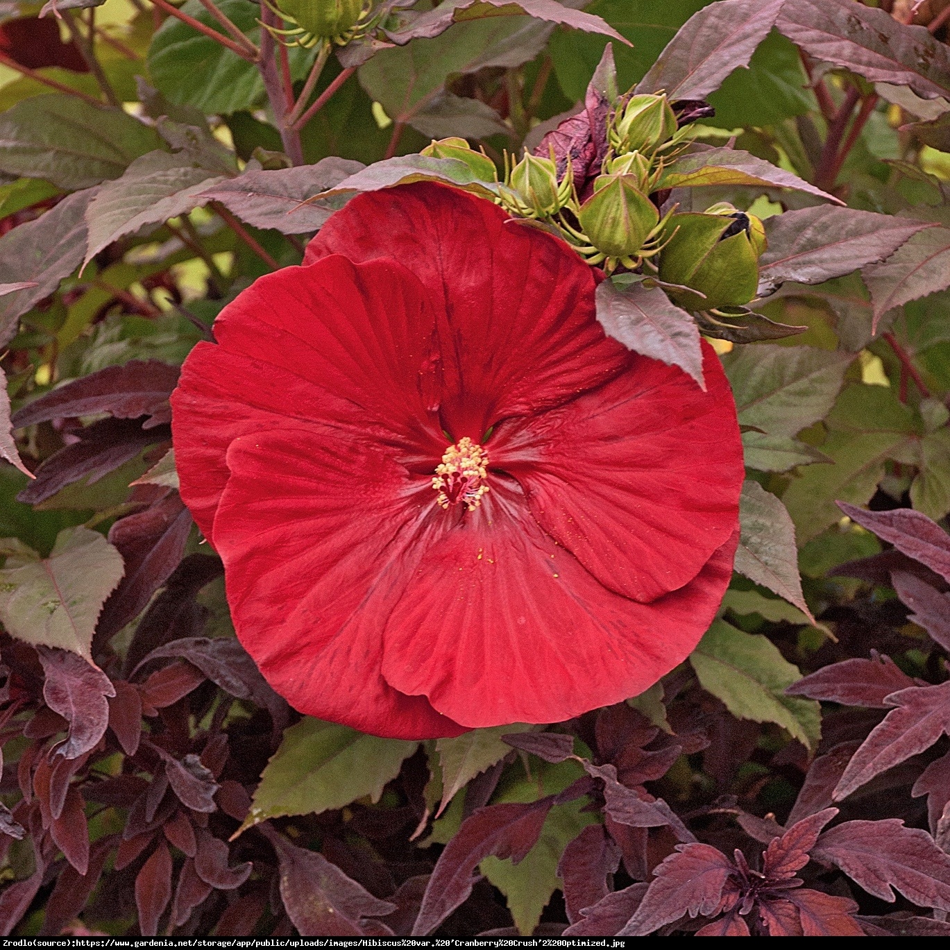 Hibiskus bagienny XXL Cranberry Crush - KWIAT 20 cm średnicy!!! - Hibiscus moscheutos XXL Cranberry Crush