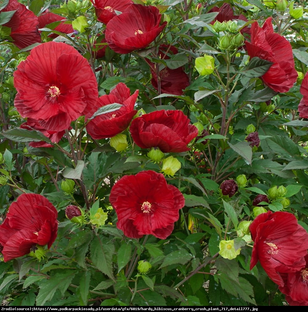 Hibiskus bagienny XXL Cranberry Crush - KWIAT 20 cm średnicy!!! - Hibiscus moscheutos XXL Cranberry Crush