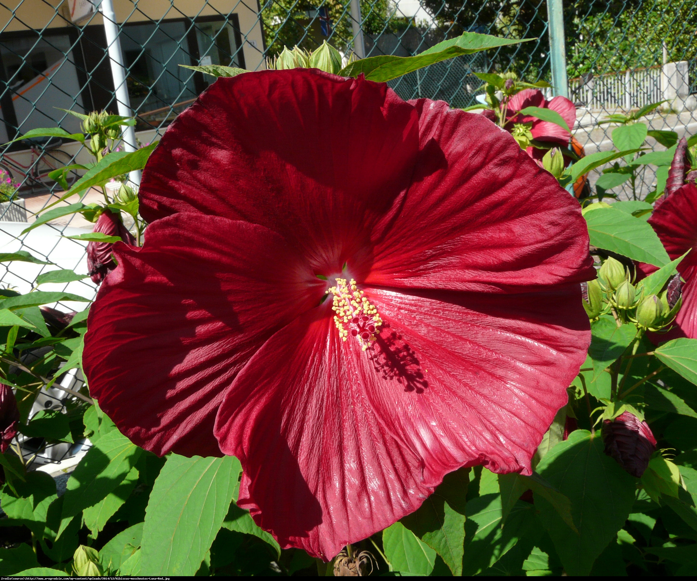 Hibiskus bagienny XXL Cranberry Crush - KWIAT 20 cm średnicy!!! - Hibiscus moscheutos XXL Cranberry Crush