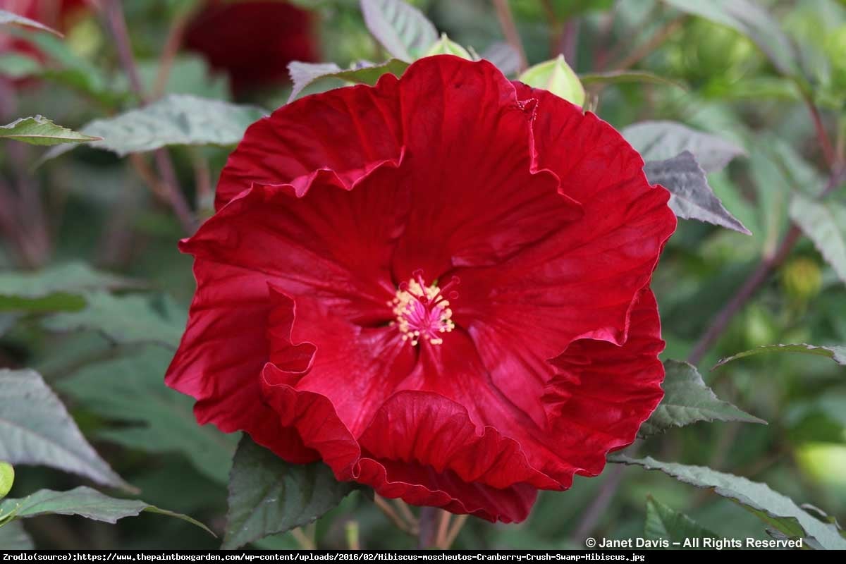 Hibiskus bagienny XXL Cranberry Crush - KWIAT 20 cm średnicy!!! - Hibiscus moscheutos XXL Cranberry Crush