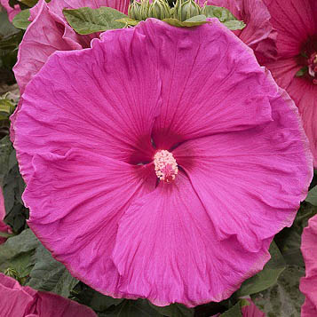 Hibiskus bylinowy Jazzberry Jam - KWIAT 25 cm średnicy!!! - Hibiscus moscheutos Jazzberry Jam