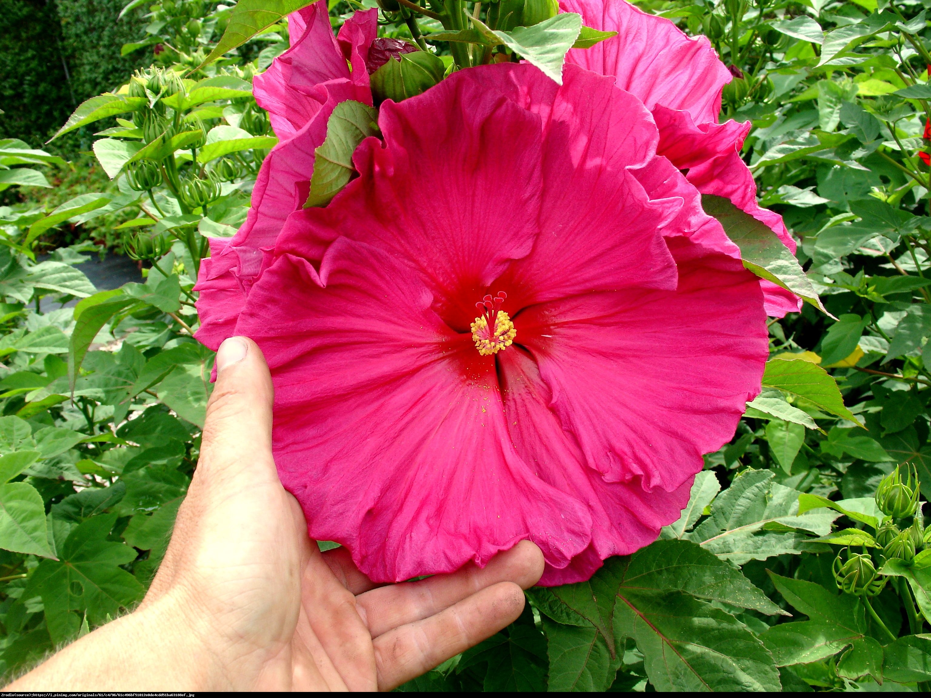 Hibiskus bylinowy Jazzberry Jam - KWIAT 25 cm średnicy!!! - Hibiscus moscheutos Jazzberry Jam