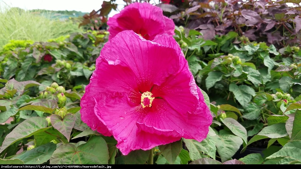 Hibiskus bagienny XXL Jazzberry Jam - KWIAT 25 cm średnicy!!! - Hibiscus moscheutos  XXLJazzberry Jam