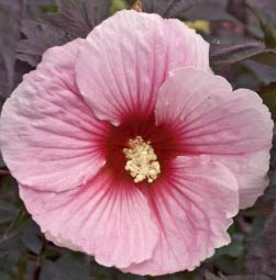 Hibiskus bagienny XXL Summer Storm - KWIAT 25 cm średnicy!!! - Hibiscus moscheutos XXL Summer Storm