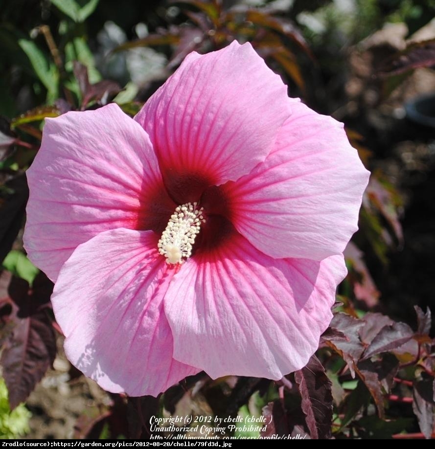 Hibiskus bagienny XXL Summer Storm - KWIAT 25 cm średnicy!!! - Hibiscus moscheutos XXL Summer Storm