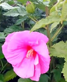 Hibiskus bylinowy Fantasia - KWIAT 25 cm średnicy!!! - Hibiscus moscheutos Fantasia