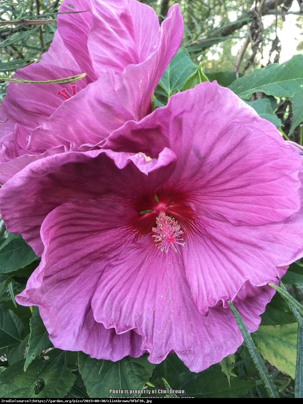 Hibiskus bagienny XXL Fantasia - KWIAT 25 cm średnicy!!! - Hibiscus moscheutos XXL Fantasia