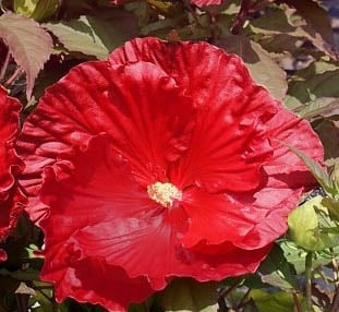 Hibiskus bagienny XXL Robert Fleming - KWIAT 25cm średnicy!!! - Hibiscus moscheutos XXL  Robert Fleming