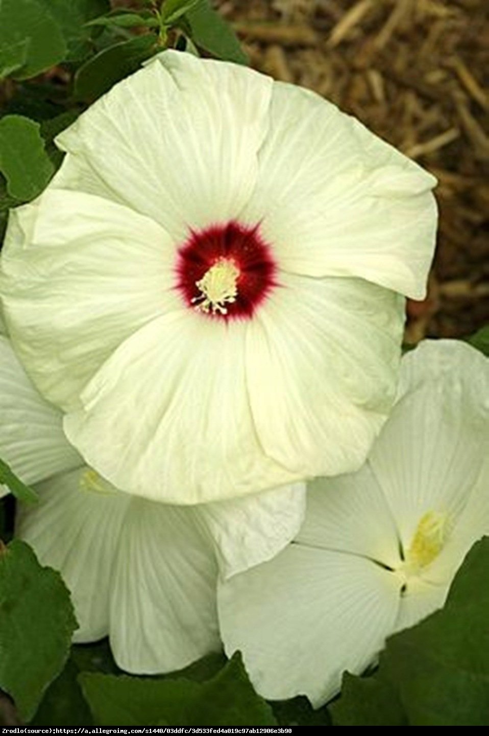 Hibiskus bagienny XXL Old Yella - KWIAT 25 cm!!! - Hibiscus moscheutos XXL Old Yella