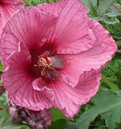 Hibiskus bagienny XXL Plum Crazy - KWIAT 20 cm średnicy!!! - Hibiscus moscheutos XXL Plum Crazy