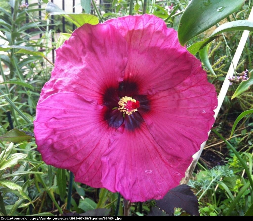 Hibiskus bagienny XXL Plum Crazy - KWIAT 20 cm średnicy!!! - Hibiscus moscheutos XXL Plum Crazy