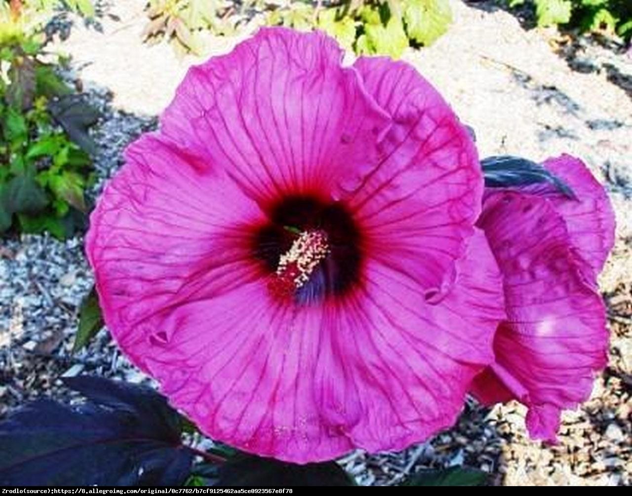 Hibiskus bagienny XXL Plum Crazy - KWIAT 20 cm średnicy!!! - Hibiscus moscheutos XXL Plum Crazy