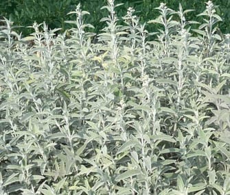 Budleja Dawida Silver Anniversary - Buddleja davidii Silver Anniversary