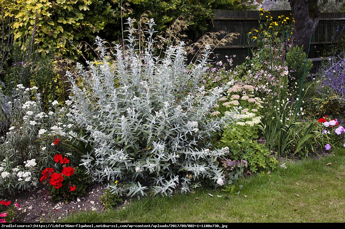 Budleja Dawida Silver Anniversary - Buddleja davidii Silver Anniversary
