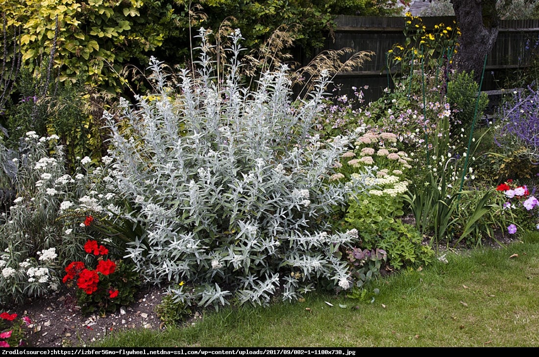 Budleja Dawida Silver Anniversary - Buddleja davidii Silver Anniversary