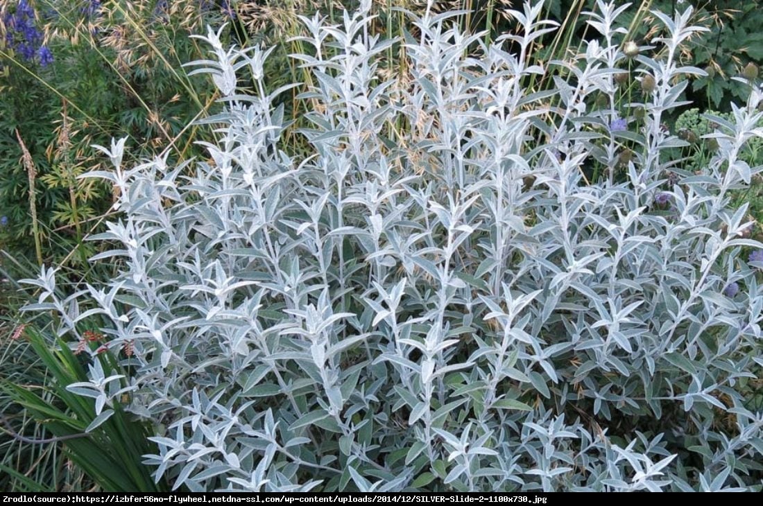 Budleja Dawida Silver Anniversary - Buddleja davidii Silver Anniversary