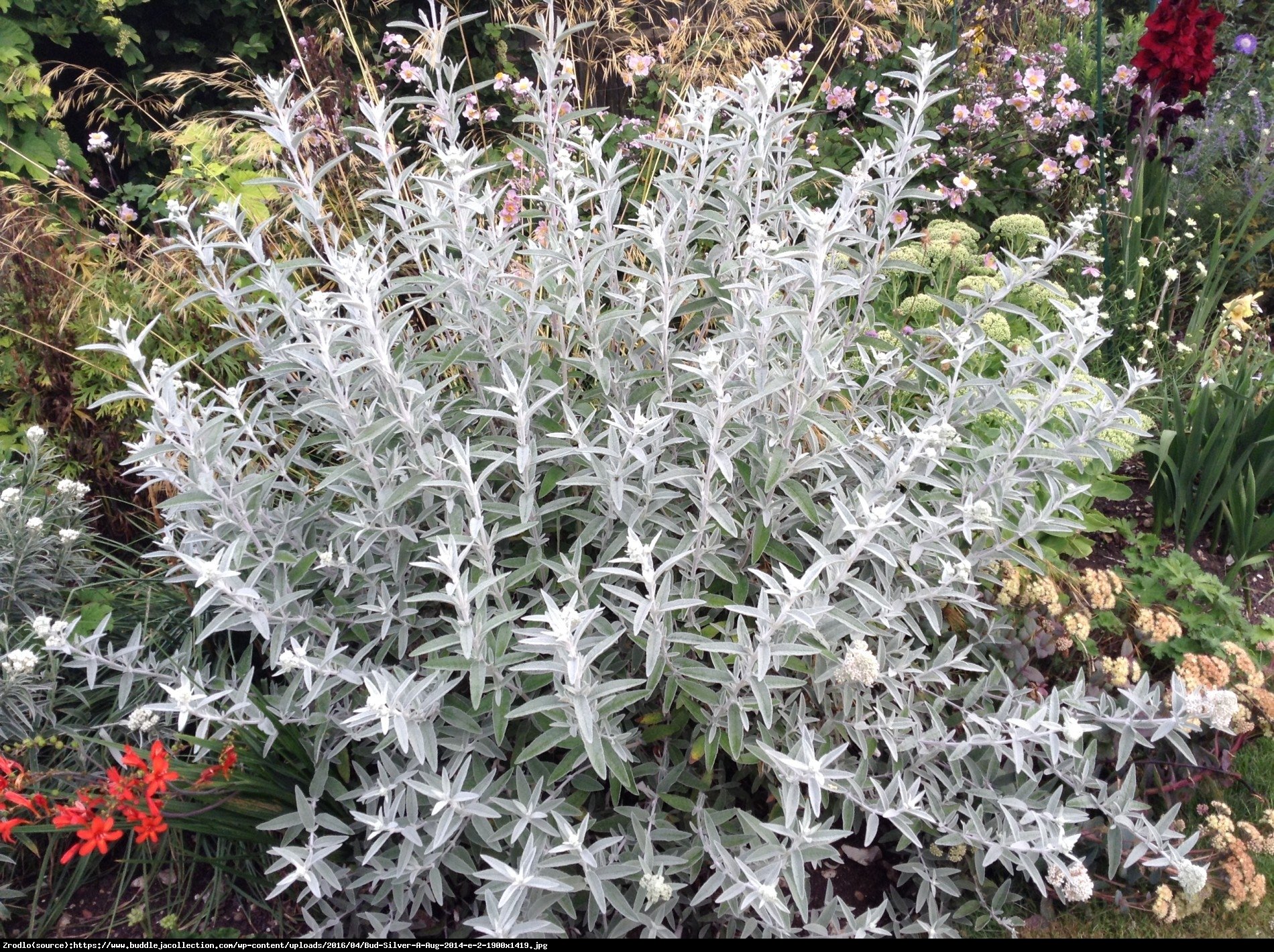 Budleja Dawida Silver Anniversary - Buddleja davidii Silver Anniversary