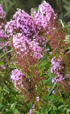 Budleja Dawida Flutterby Pink - Buddleja davidii Flutterby Pink