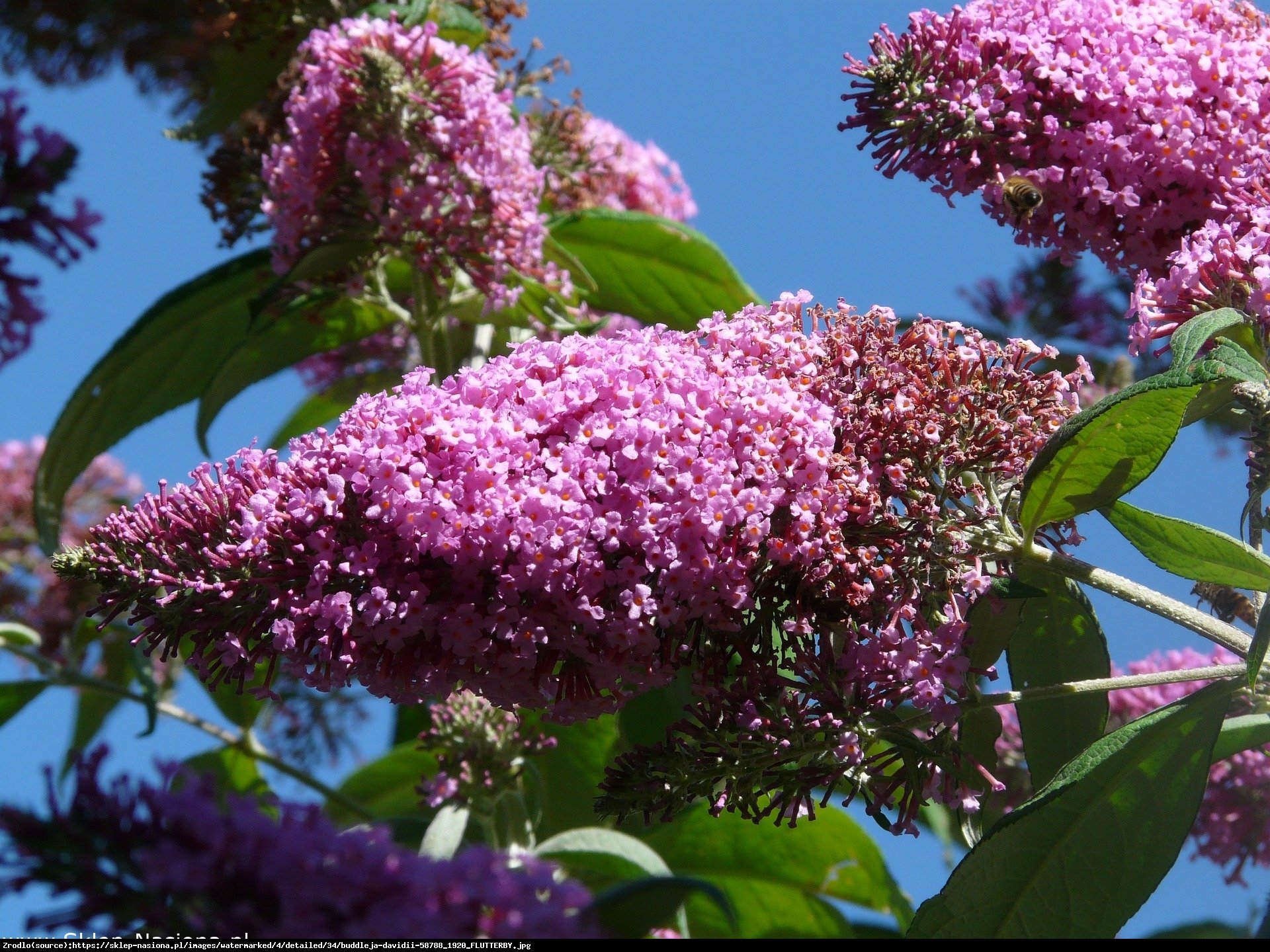 Budleja Dawida Flutterby Pink - Buddleja davidii Flutterby Pink