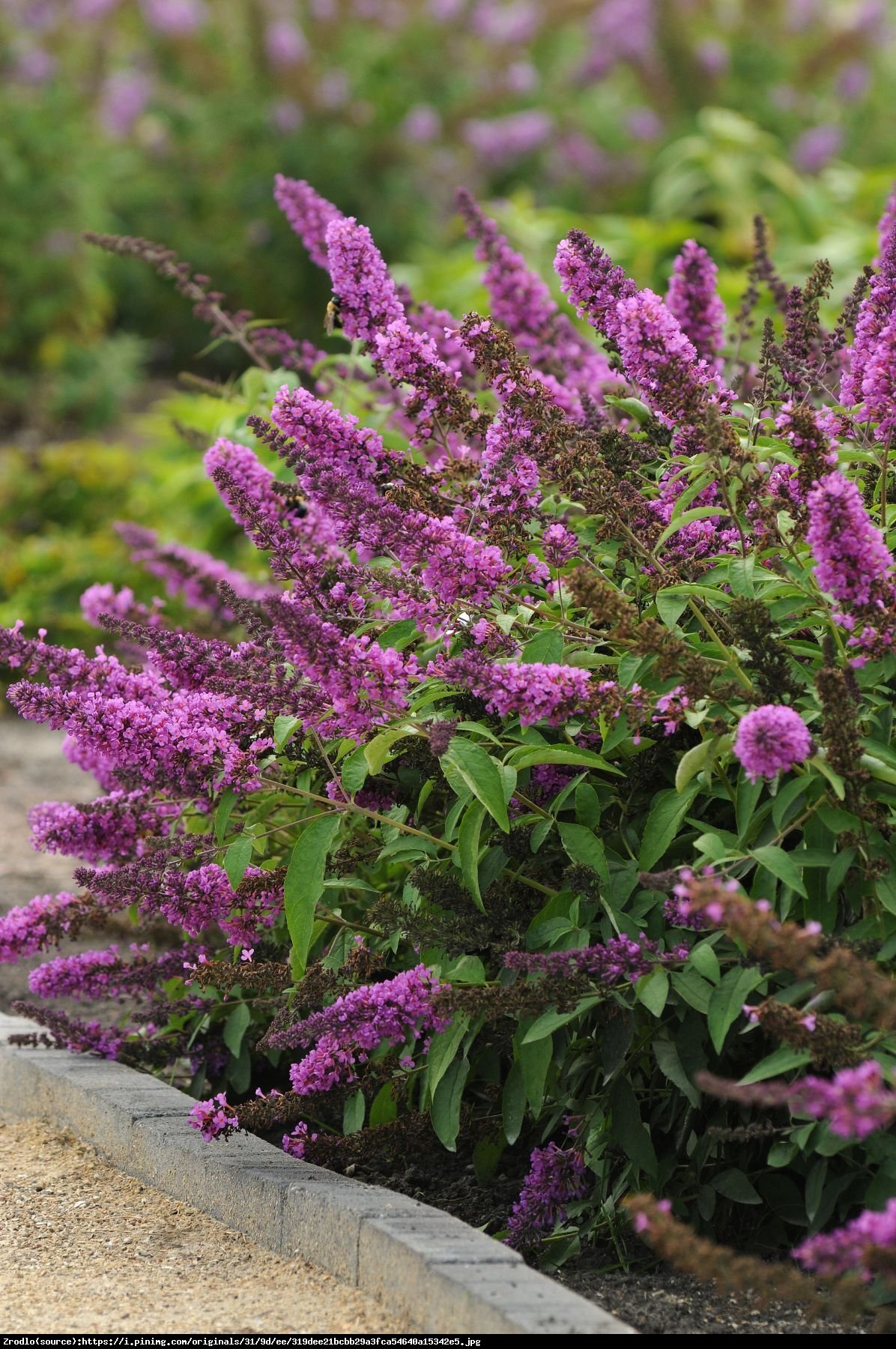 Budleja Dawida Flutterby Pink - Buddleja davidii Flutterby Pink