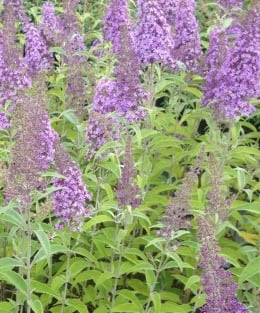 Budleja Dawida Flutterby Lavender - Buddleja davidii Flutterby Lavender