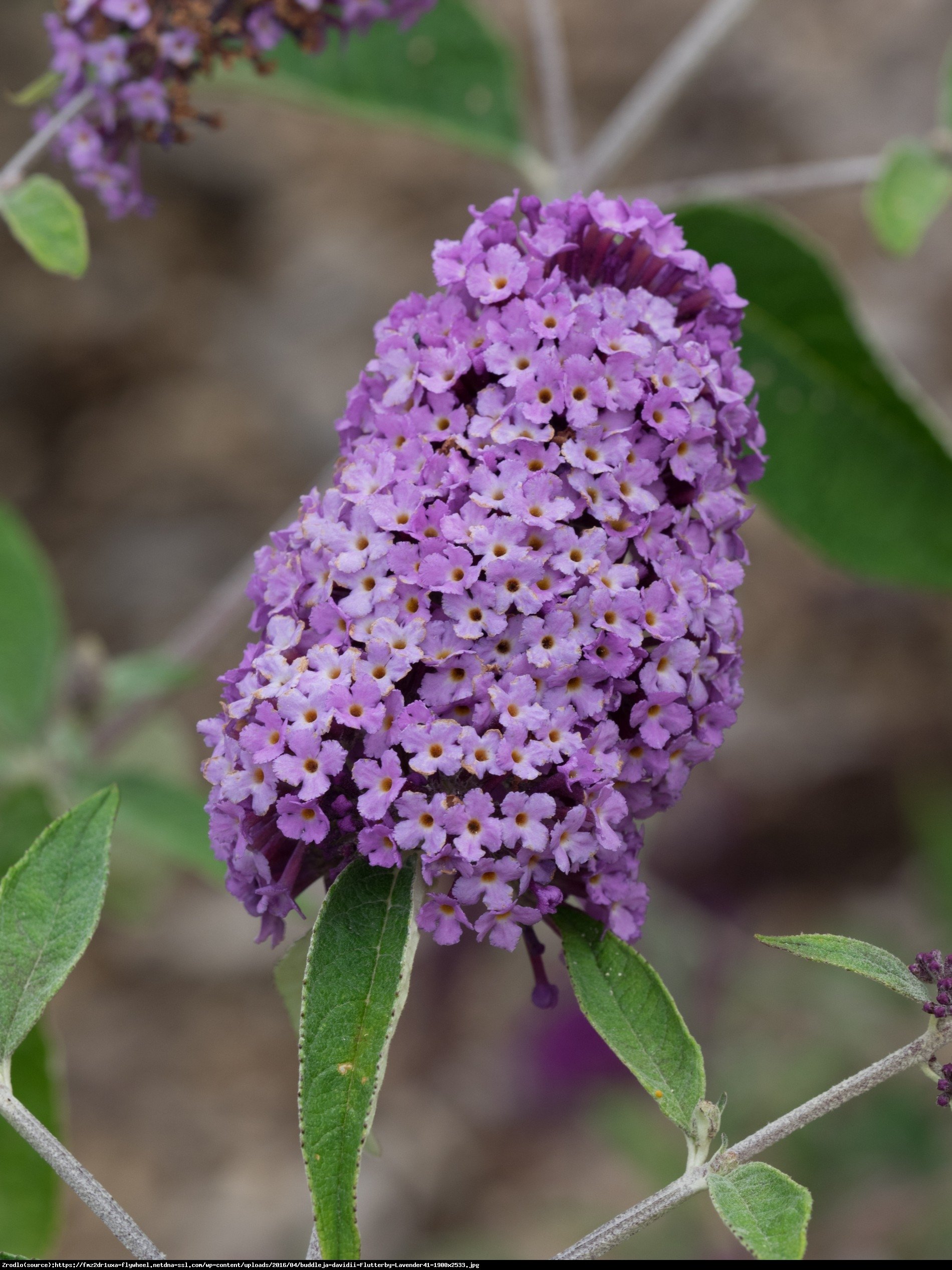 Budleja Dawida Flutterby Lavender - Buddleja davidii Flutterby Lavender