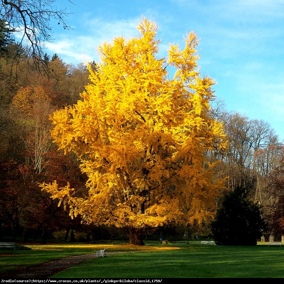 Miłorząb chinski - Ginkgo biloba