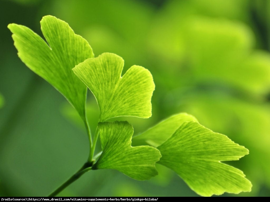 Miłorząb chinski - Ginkgo biloba