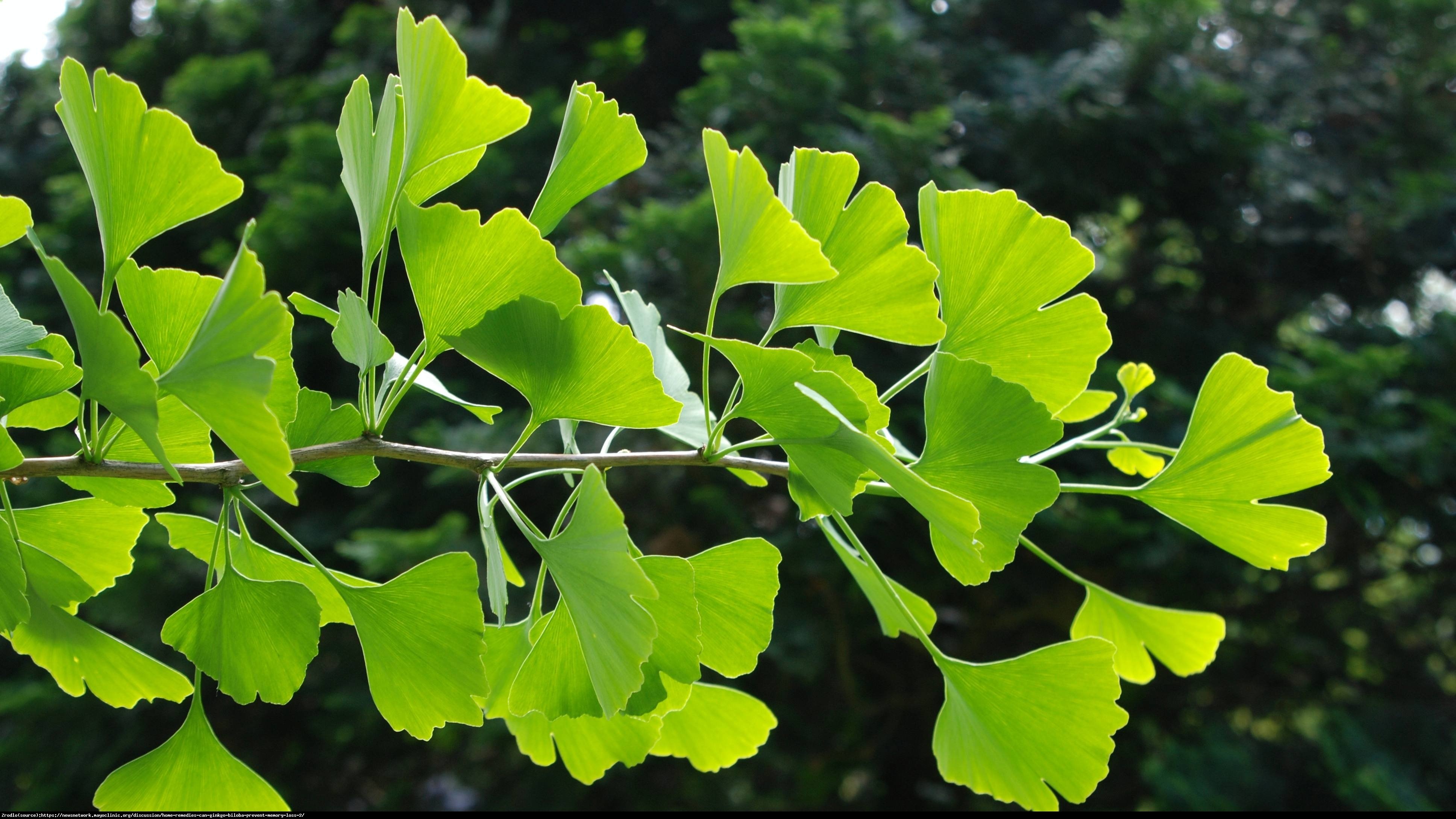 Miłorząb chinski - Ginkgo biloba