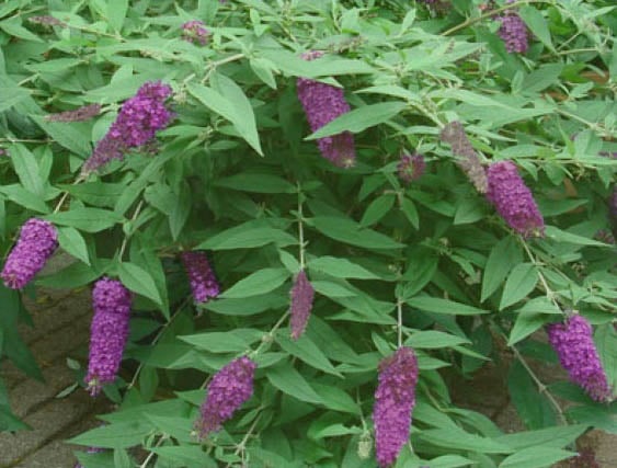 Budleja Dreaming Purple - Buddleja Dreaming Purple