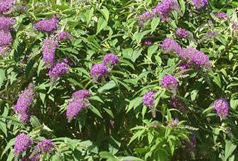 Budleja Dreaming Lavender - Buddleja Dreaming Lavender