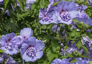 Hibiskus, Ketmia syryjska Blue Chiffon - PEŁNE, NIEBIESKIE KWIATY!!! - Hibiscus syriacus Blue Chiffon