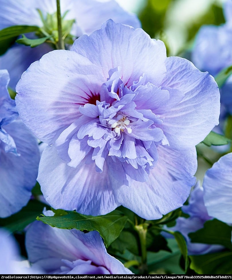 Hibiskus, Ketmia syryjska Blue Chiffon - PEŁNE, NIEBIESKIE KWIATY!!! - Hibiscus syriacus Blue Chiffon