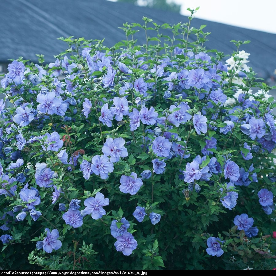 Hibiskus, Ketmia syryjska Blue Chiffon - PEŁNE, NIEBIESKIE KWIATY!!! - Hibiscus syriacus Blue Chiffon