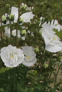 Hibiskus, Ketmia syryjska White Chiffon - PEŁNE, BIAŁE KWIATY - Hibiscus syriacus White Chiffon