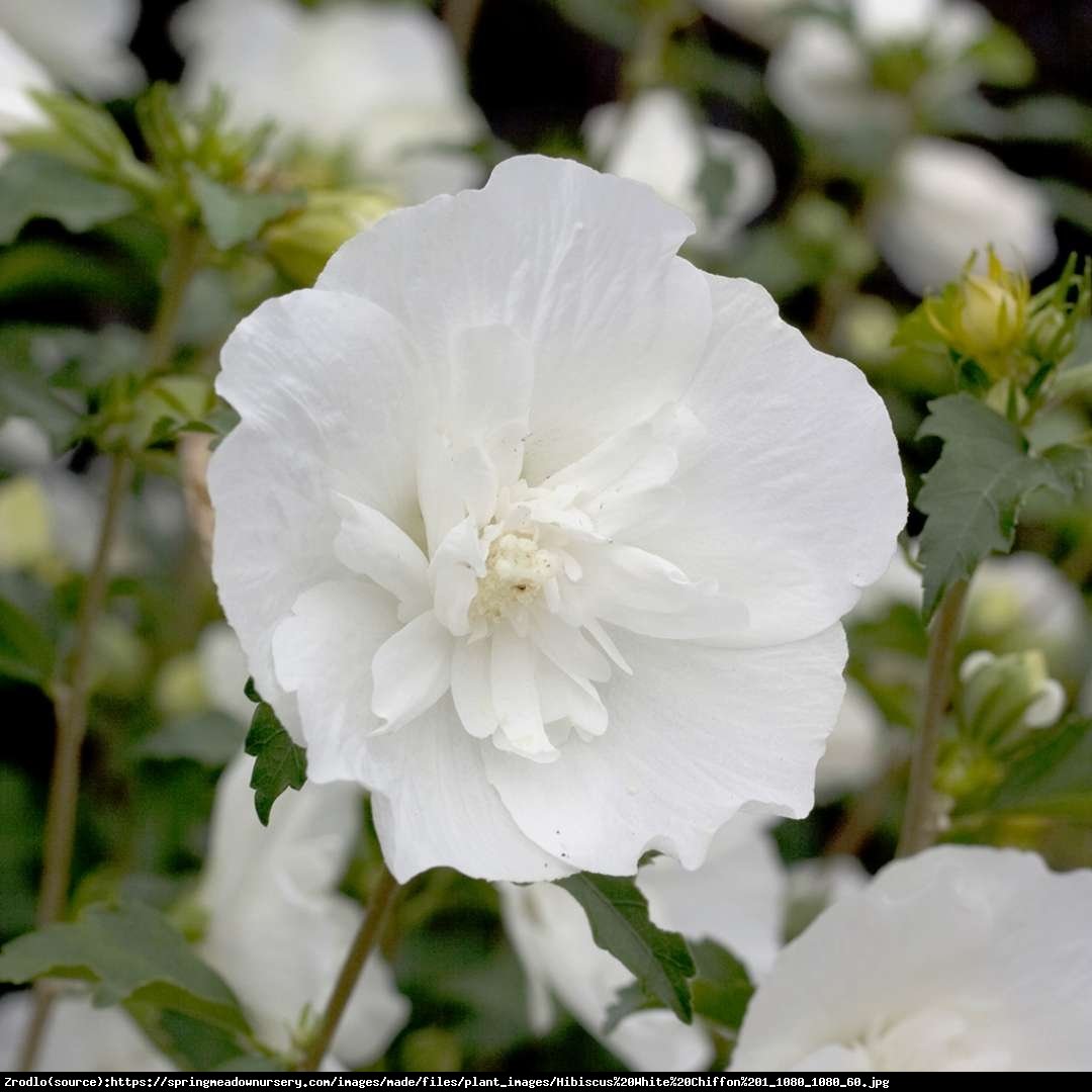 Hibiskus, Ketmia syryjska White Chiffon - PEŁNE, BIAŁE KWIATY - Hibiscus syriacus White Chiffon