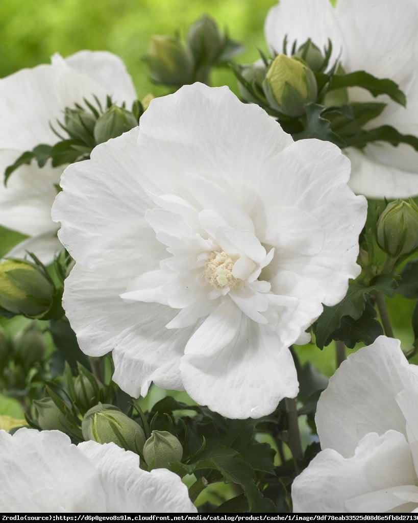 Hibiskus, Ketmia syryjska White Chiffon - PEŁNE, BIAŁE KWIATY - Hibiscus syriacus White Chiffon