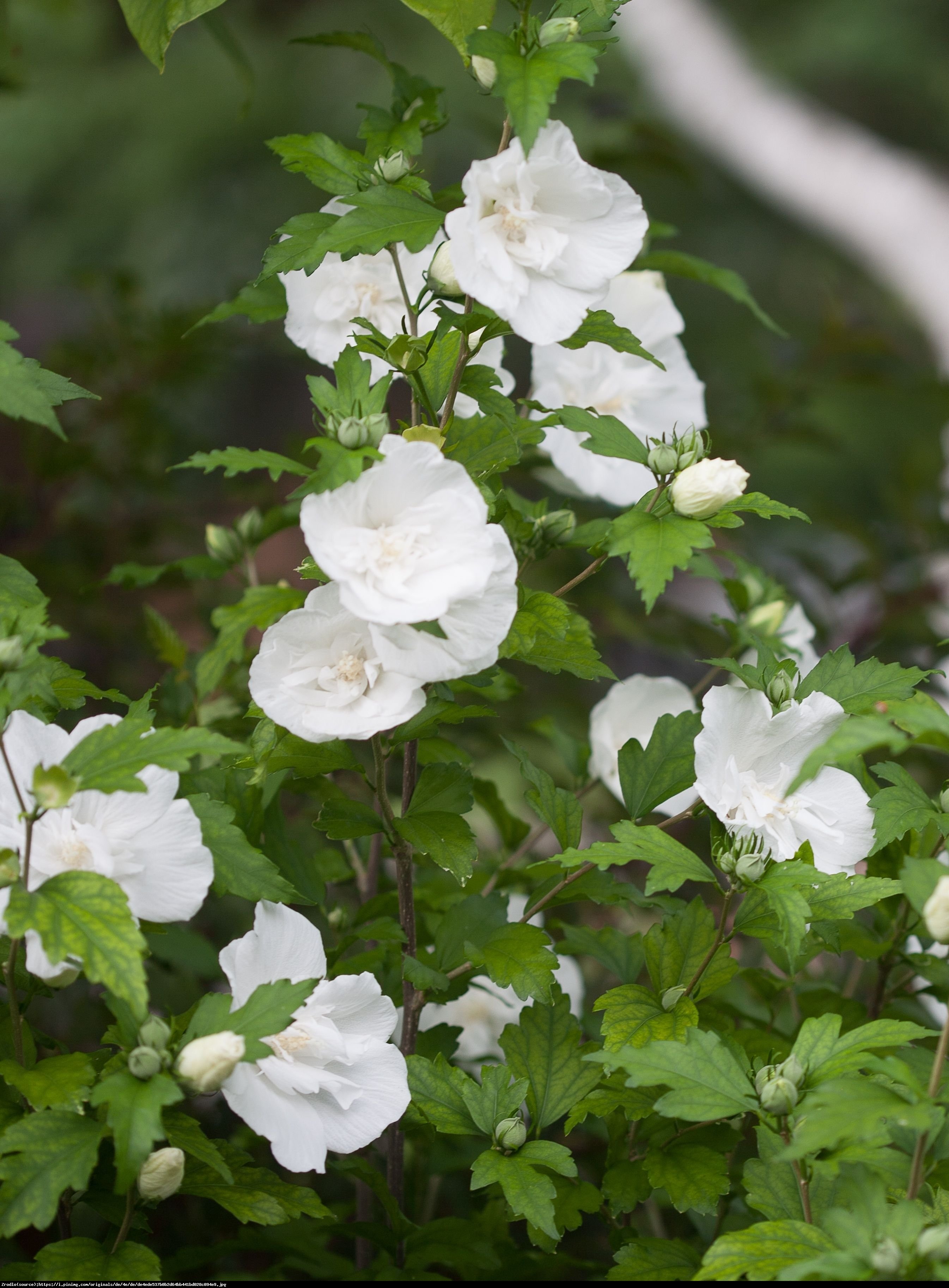 Hibiskus, Ketmia syryjska White Chiffon - PEŁNE, BIAŁE KWIATY - Hibiscus syriacus White Chiffon