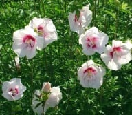 Hibiskus, Ketmia syryjska China Chiffon - PEŁNE, RÓŻOWE KWIATY!!! - Hibiscus syriacus China Chiffon