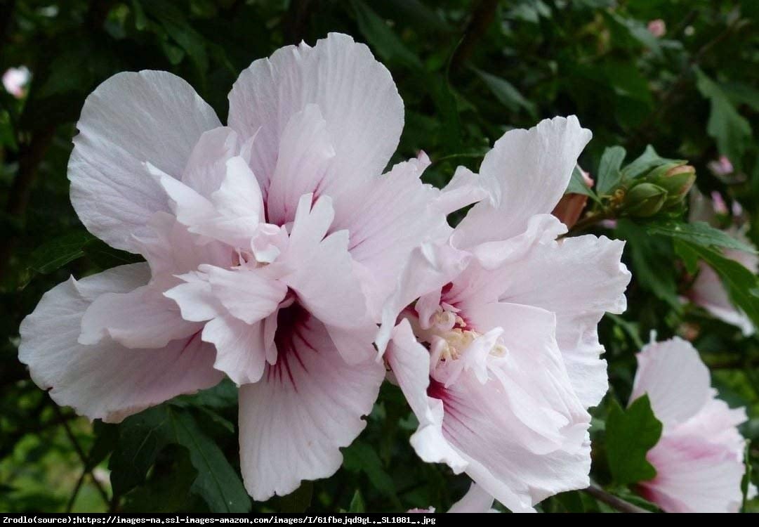 Hibiskus, Ketmia syryjska China Chiffon - PEŁNE, RÓŻOWE KWIATY!!! - Hibiscus syriacus China Chiffon