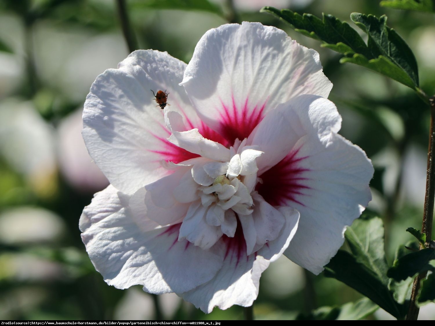 Hibiskus, Ketmia syryjska China Chiffon - PEŁNE, RÓŻOWE KWIATY!!! - Hibiscus syriacus China Chiffon