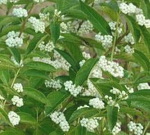 Pięknotka japońska Leucocarpa - Callicarpa japonica Leucocarpa